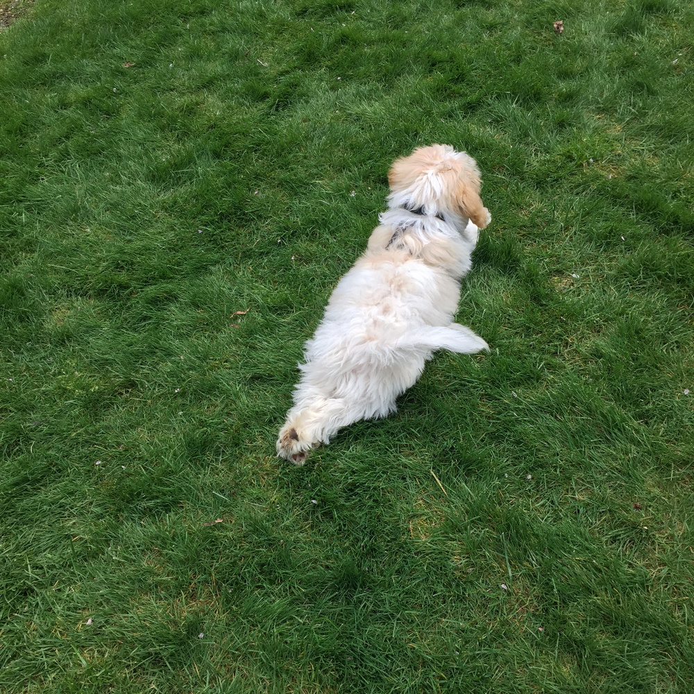 Meet your Posher, Velma